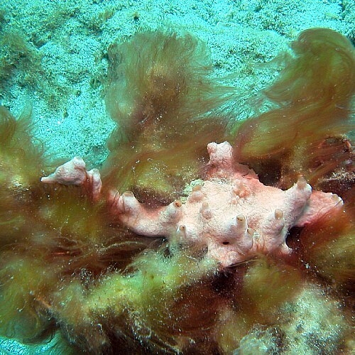 Marine Natural Product Discovered Off Florida Coast Could Help Fight Cancer