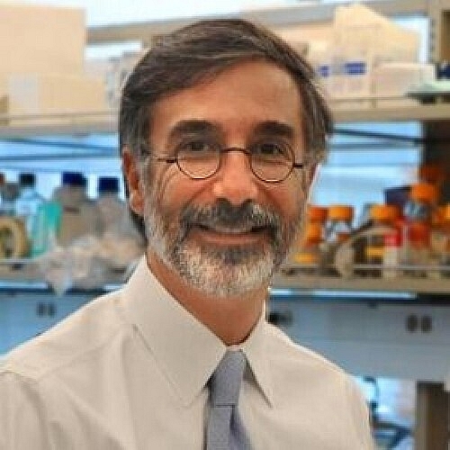 Boosting Stem Cell Activity Can Enhance Immunotherapy Benefits