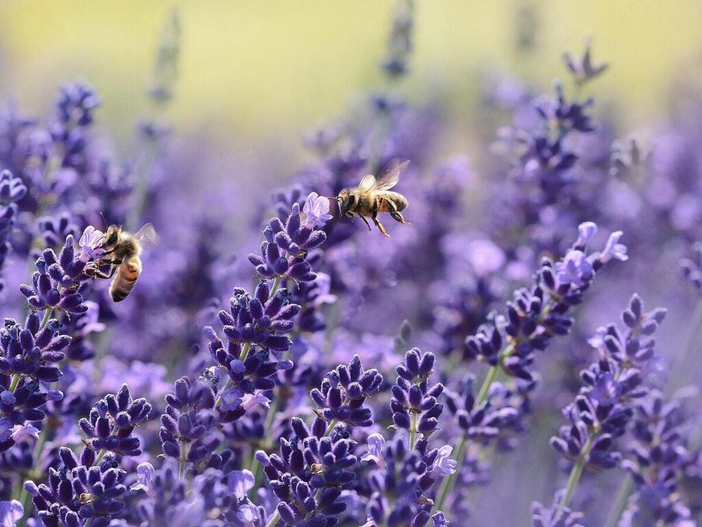 Busy bees